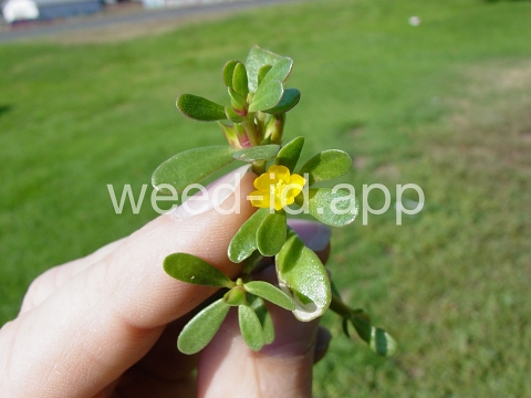purslane, common
